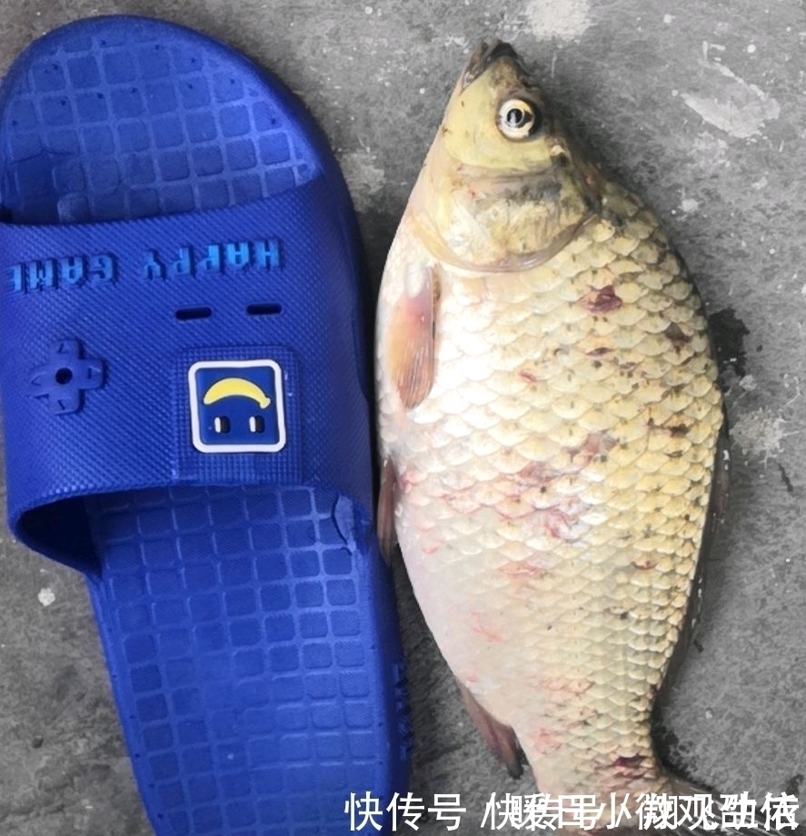 对于夏季上浮的鲫鱼,很多人束手无策;这3招,让您屡试不爽