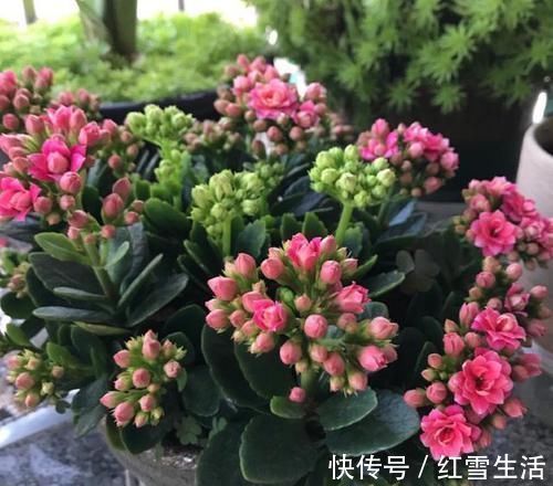 养花要“心狠”，这种枝条，见一根剪一根，开花翻十几倍