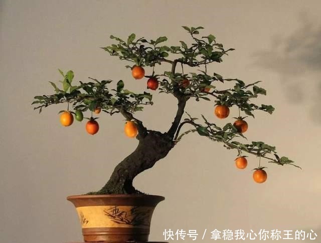 2种名贵的盆景树,观赏性高价值不菲,能养的家庭不一般!