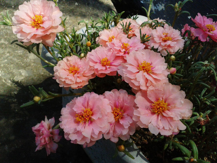 特别易爆盆的几种植物,养在家里美极了,花苞突突冒,花大色艳