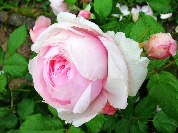 此花是花丛中妖娆起舞的仙女，绚丽缤纷唯美优雅，让人深深着迷！