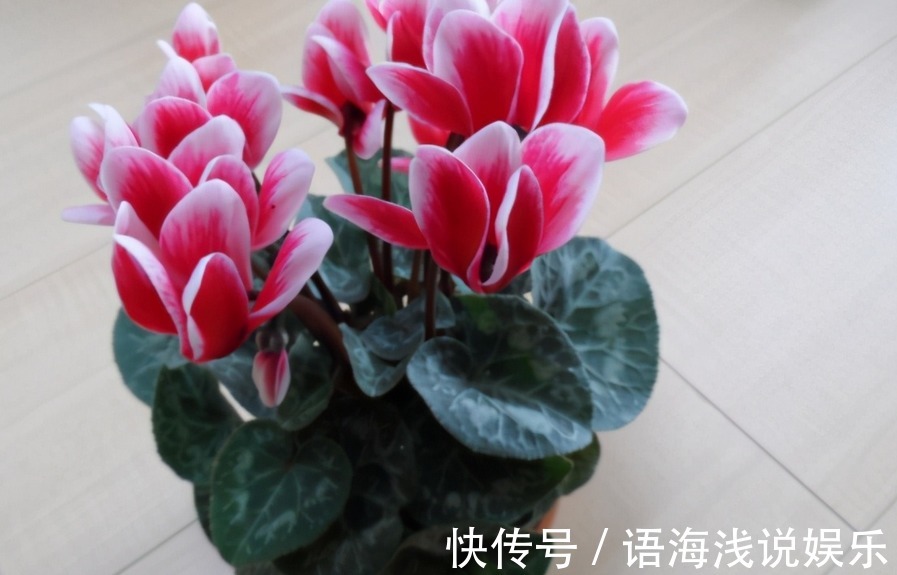 养仙客来,施肥、光照、浇水,掌握住门道,开花才又多又美