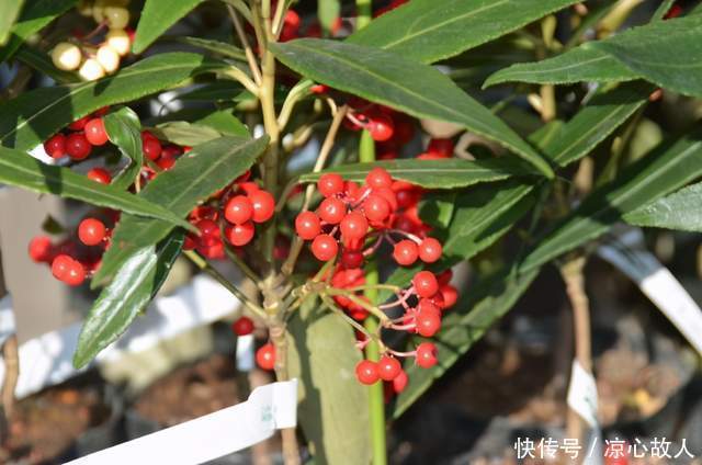 人称“百两金”,果实能吃,种子可榨油,制作盆景价更高