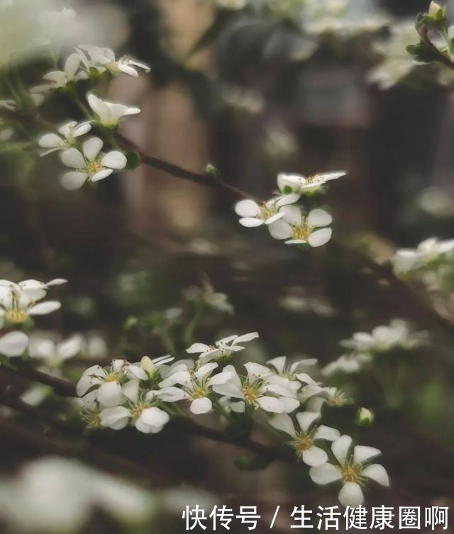 院子不大，有花有我有太阳！