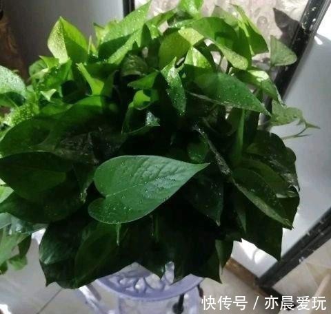 尿素|家里绿萝叶子暗淡无光,尝试一种小方法,叶子个个亮晶晶!