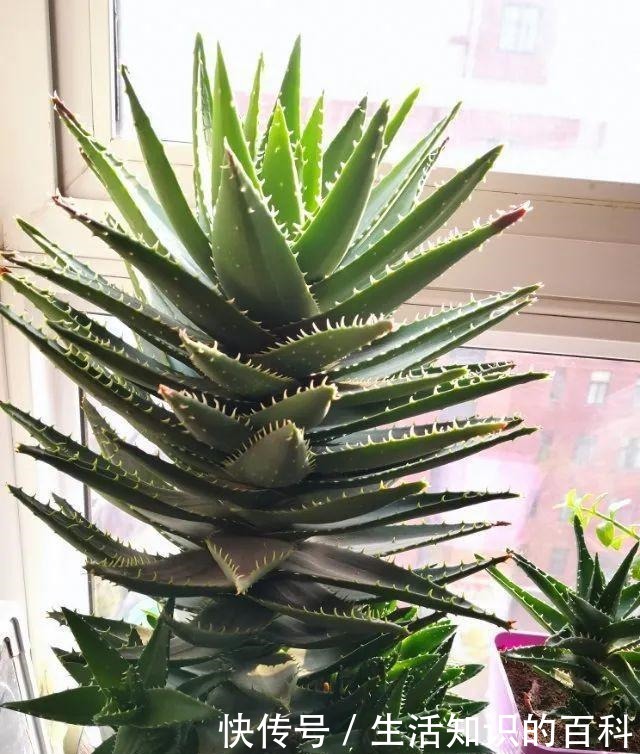 想省心就养这些花,没有病虫害,就爱开花!想省心就养这些花,没有病虫害,就爱开花!