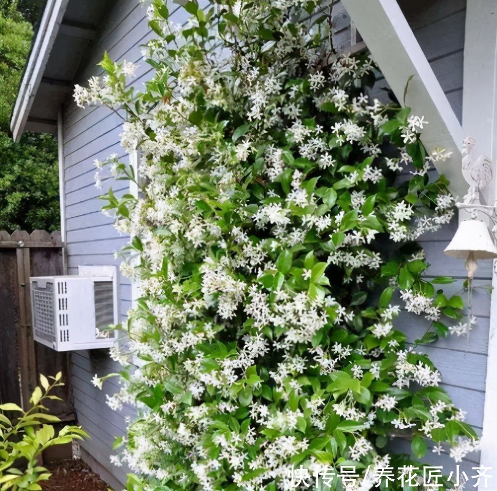 如果有个小院子，4种植物养几棵，可以做成花墙，开花香飘满园