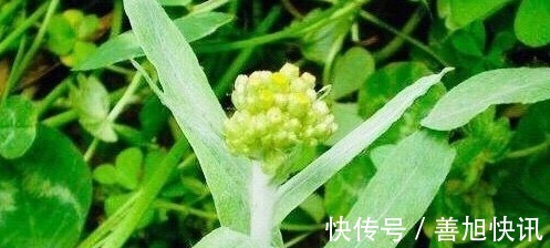 泡水|不想常生病,用此“祛湿王”泡水喝,排出身体毒素,身体更健康