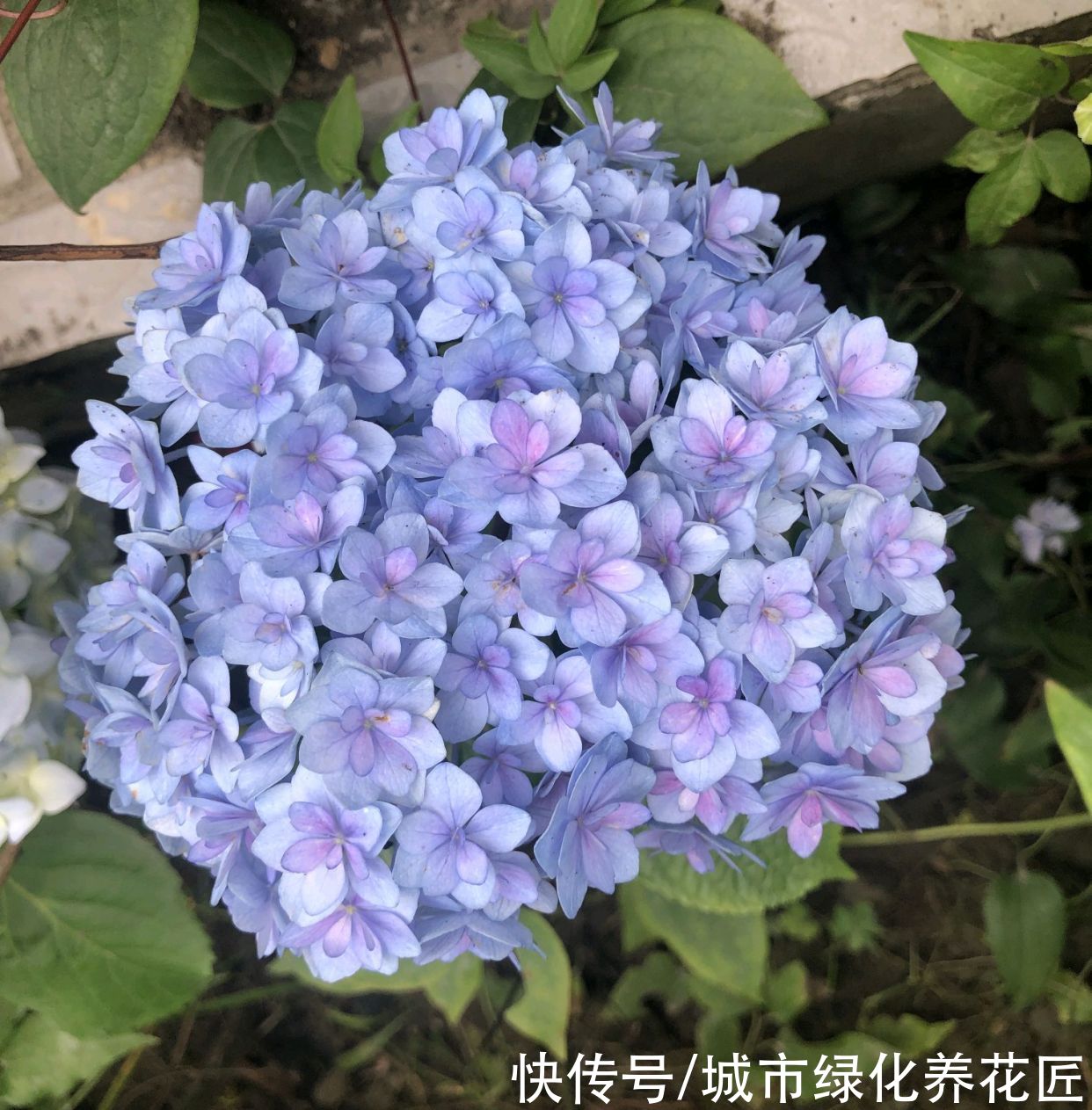保湿|绣球花盆栽为什么晒一个小时就脱水?养绣球养出了坏脾气