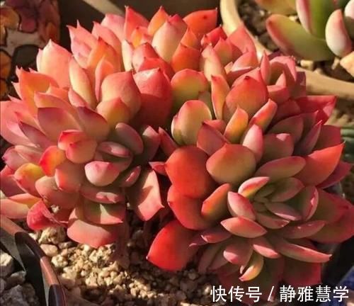 马上要降温了,多肉植物怕冻吗?这几点要注意