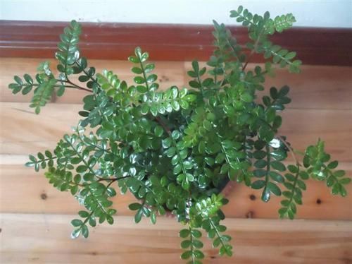 越少浇水越长得好,它特耐旱可30天不浇水,盆栽在家十分好养