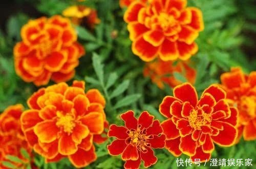 养护|喜欢菊花,就养这种“大艳菊”,开得灿烂,色艳花大,养护简单