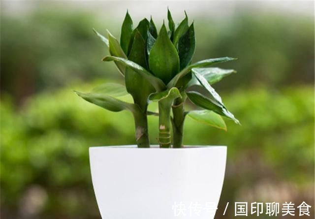 水培富贵竹生根了，如何换水，知道此几个小妙招，轻松即可搞定