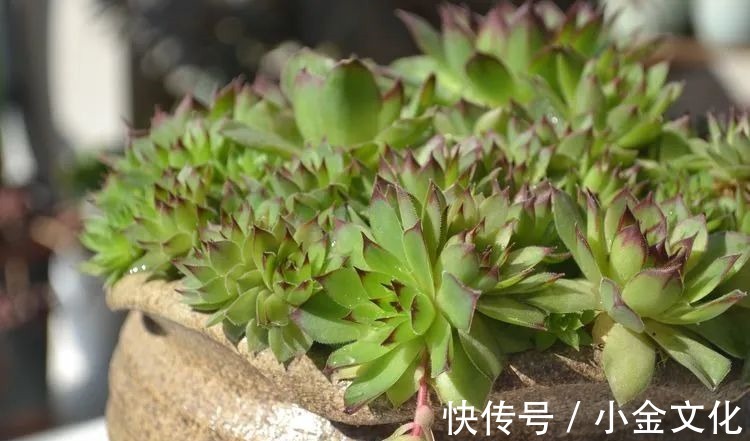 以阳光为滤镜,蓝天为背景,期待拥抱春天,拥抱自然!