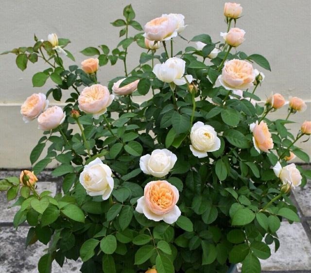 什么叫月季横拉月季横拉的枝条开花后如何修剪