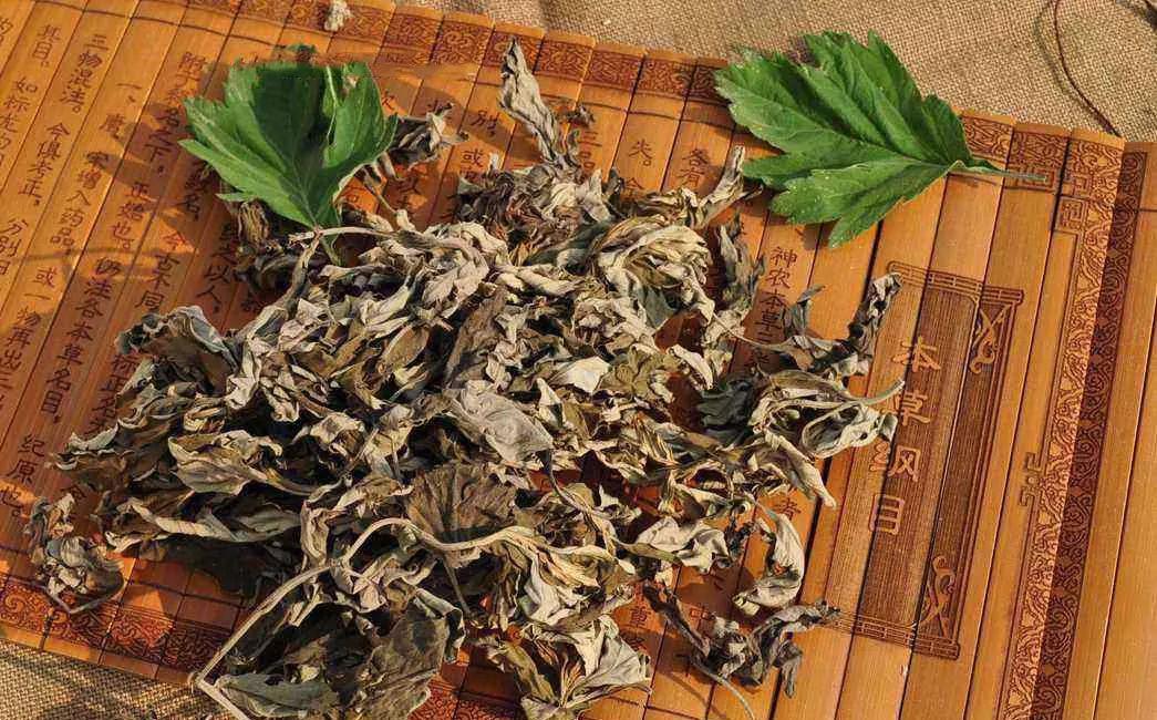 艾叶煮水|北京一女子,经常用艾叶煮水洗头,5个月后,身体有什么变化吗?