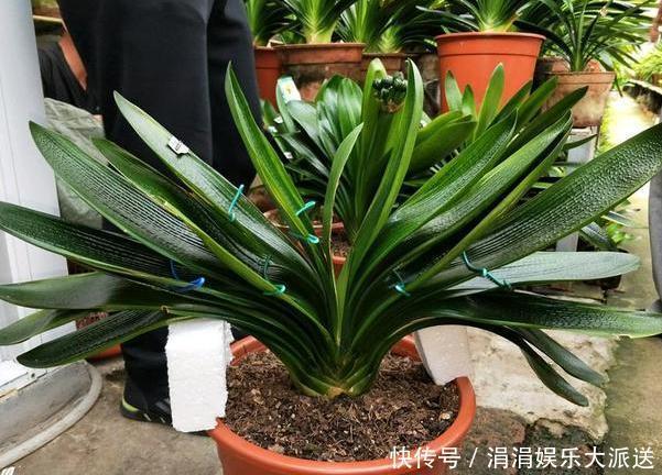 夏季养殖蟹爪兰、沙漠玫瑰、仙客来、君子兰,少浇水反而长得好