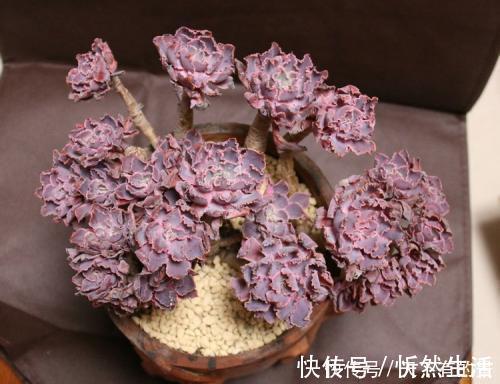 20款高贵梦幻紫色多肉，养一盆“紫气东来”，总有一款是你喜欢的
