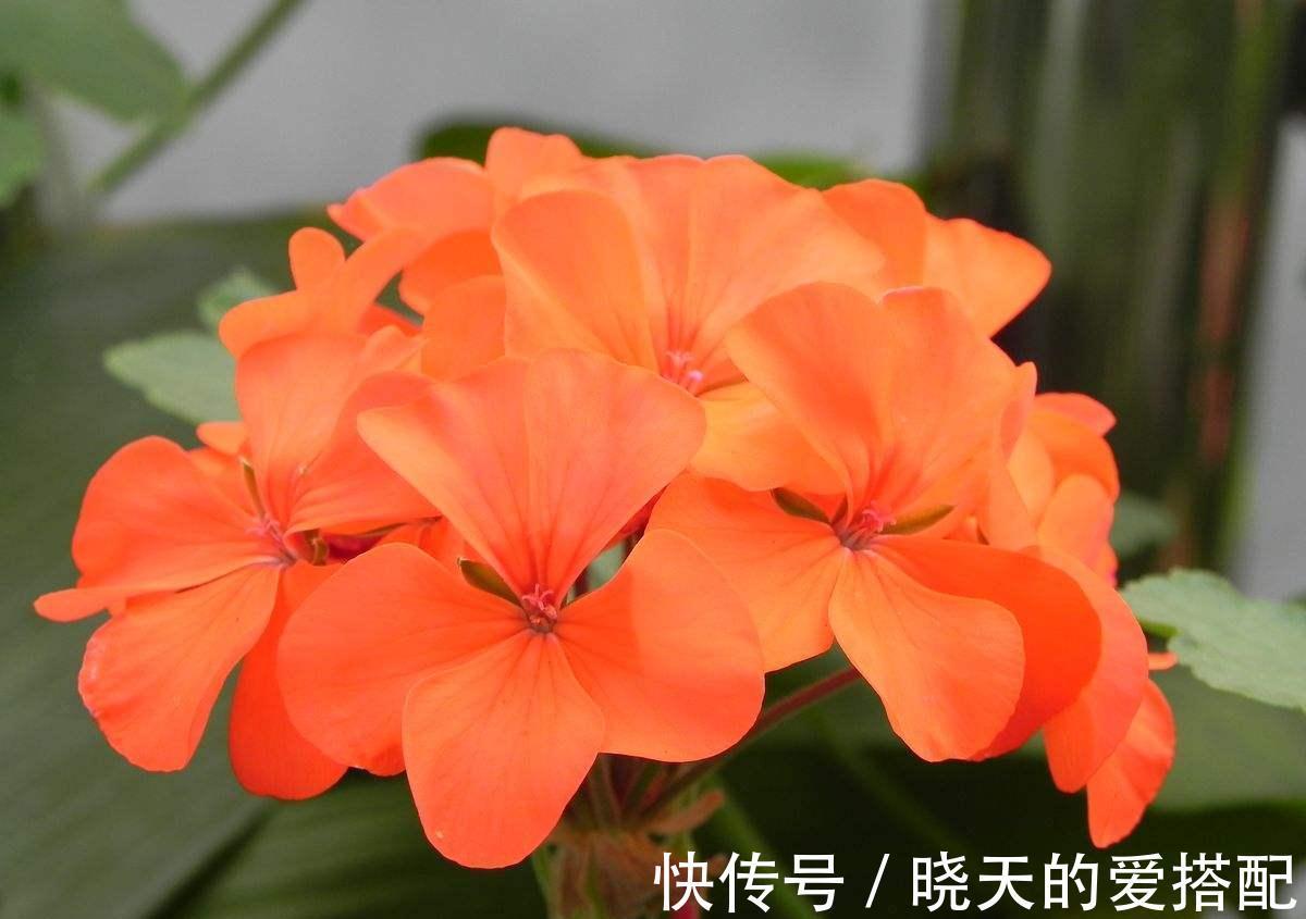 养花试试这几款，株型比较矮小，修剪残花枯枝，小孩子都能够胜任