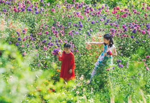 荷花|北京最美的季节里，北京号带您打卡秋日花海