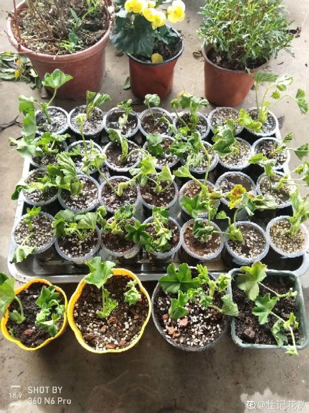 干枯|10种花特怕晒,越晒越黄叶,搬阴凉地儿才能活!