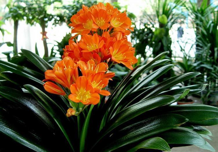 君子兰有“3忌”,做错其中一个,养多少年都不开花,新手要谨记