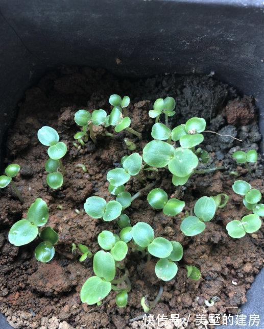 修剪|6种“漂亮花”，开完花别修剪，长满黑种子，第二年有惊喜