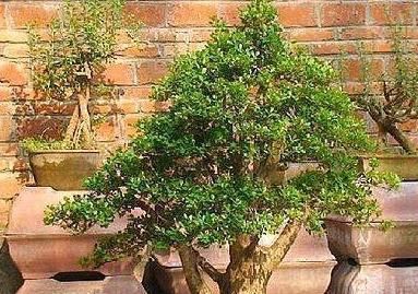 养这“昂贵盆景”不花钱,折1根枝“插”土里,15天生根,长势猛