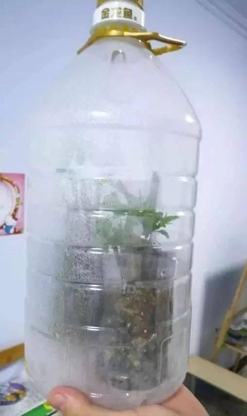  做芽苗菜|家里的塑料油桶别扔，有3个“妙用”，种菜效率高，扦插生根快