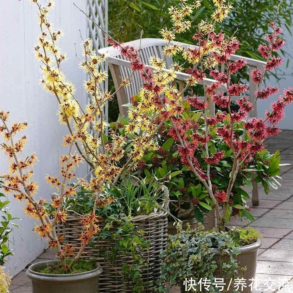  寒冷的冬春时节灿烂开花的8种观赏花卉，可露养在户外，打理简单