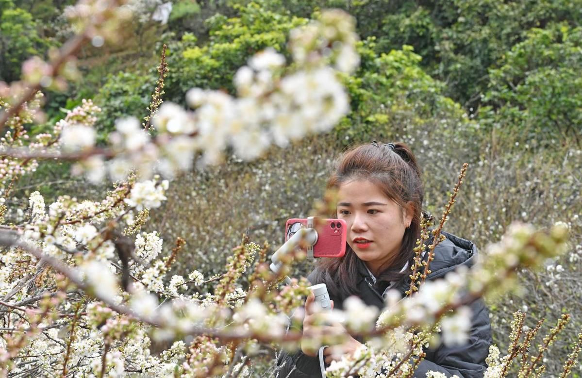 福建省|福建泉港：李花迎春开 致富盼头来