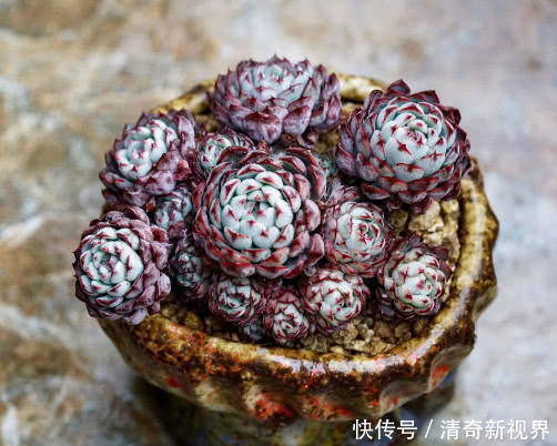 蓝石莲|多肉蓝姬莲怎么养更艳丽教你3个盆栽小妙招,养出最美的蓝姬莲