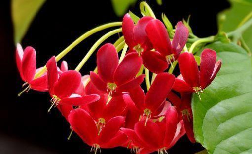 4种花超有仙气的,迷人的花朵色彩斑斓,颜值超高的