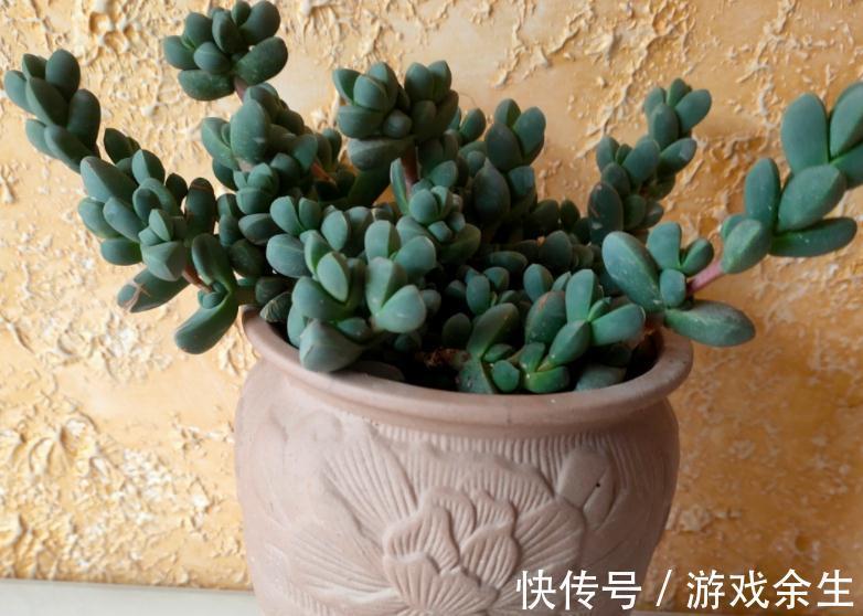 该怎么将鹿角海棠养成老桩?掌握住这些“修剪要领”就能实现