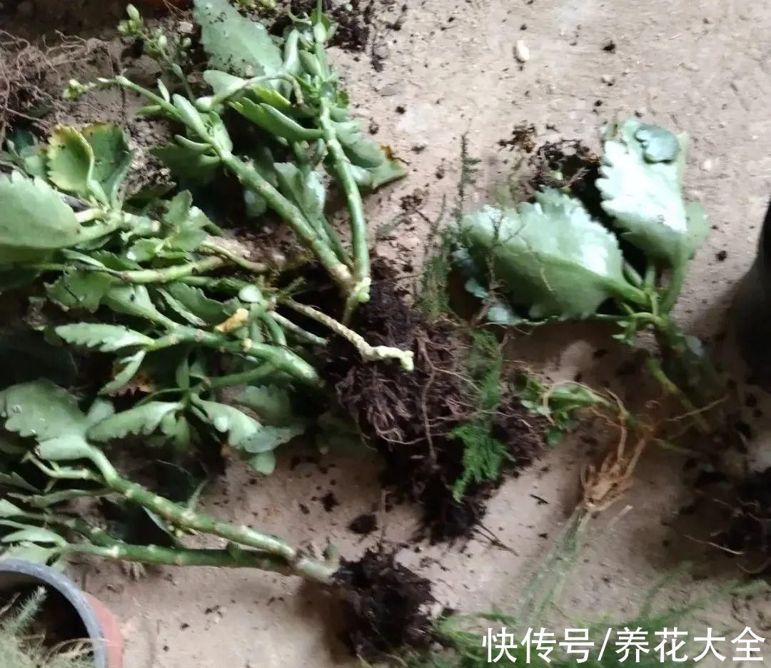 养花大棚倒闭,“贵货花”路边扔了一地,后悔没带个大麻袋