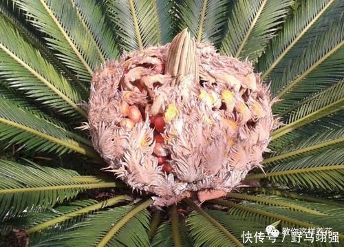 金钱树|太省心的花,1个月浇一次就行,叶子长的还超旺盛!