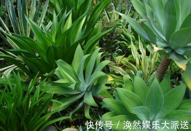 小苍兰|“玫瑰珍品”宠爱小姐，花开浓艳，极为少见，喜欢玫瑰就试试