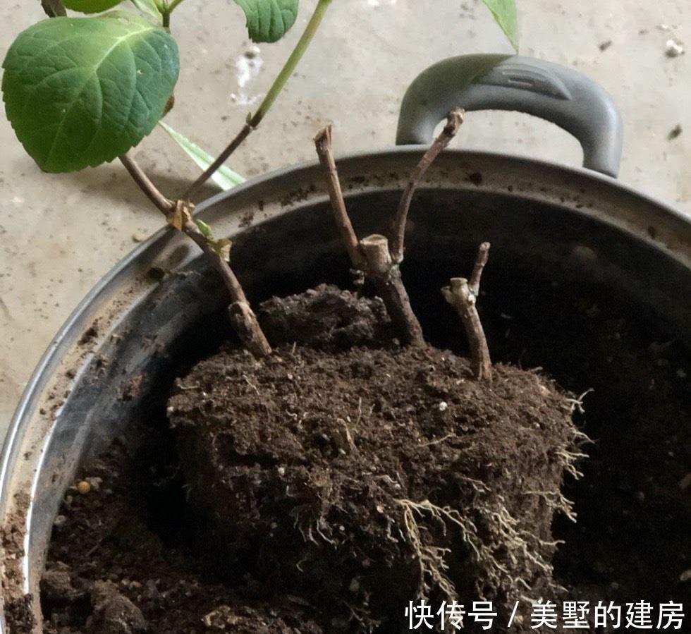  长势|冬季的绣球花，有一步不能做，开春长势更好，花球大，花更多