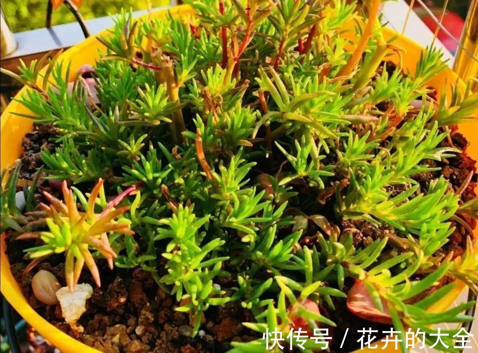 不死鸟|什么花也养不活?3种“漂亮花”,爆盆速度让人“害怕”