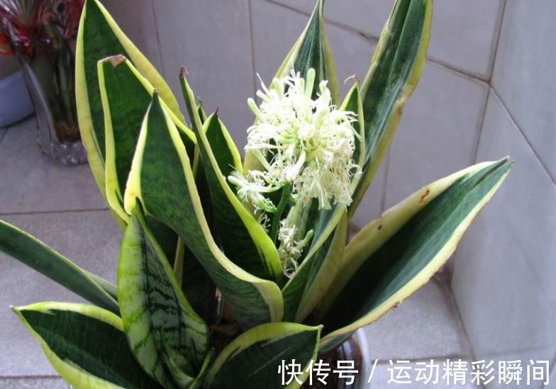 秋冬养虎皮兰，3个动作催一催，叶片挺拔有格调，还能爆出小崽子