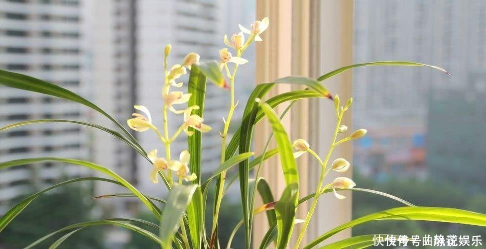 芦苇头|兰花烂根了怎么救活跟着一起做,立马见效!