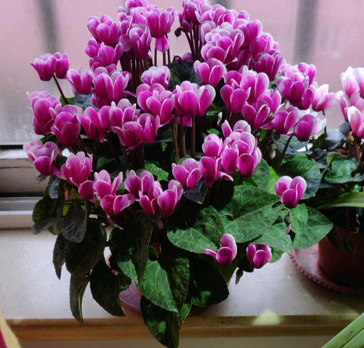 7种紧俏年宵花，个个都有“小脾气”，伺候好了，红红火火开一冬