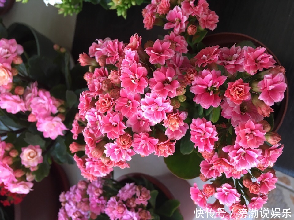 种花|适合新手养的4种花,打理简单、省事,关键还提高养花技术和能力