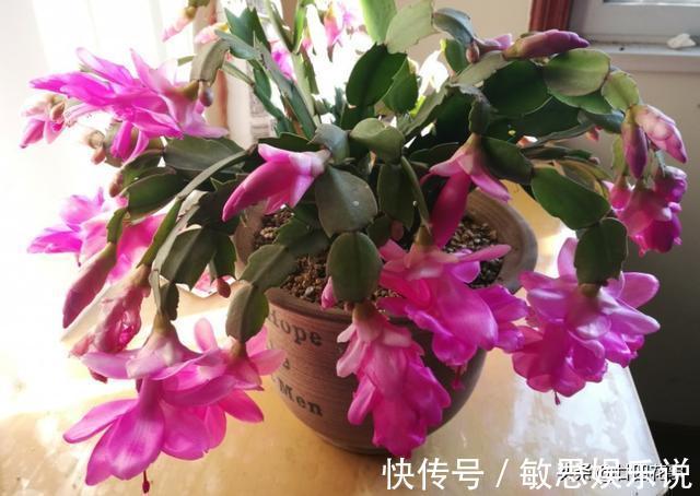 根源|蟹爪兰叶子软塌，难复花，“根源”在这里，解决后重新饱满猛开花