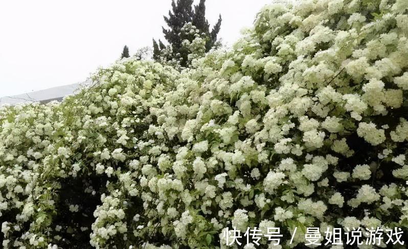 有院子就养木香花吧！繁殖能力超强，开花美又多、香味浓