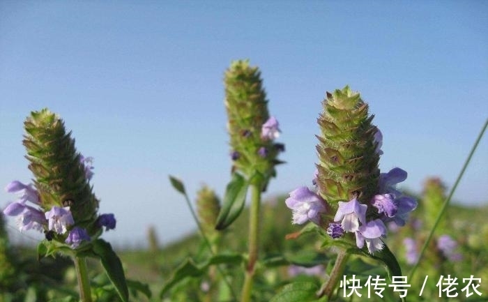 文学作品|这野草，学名“夏枯草”，是中药“珍宝”，野外遇见，请勿错过！