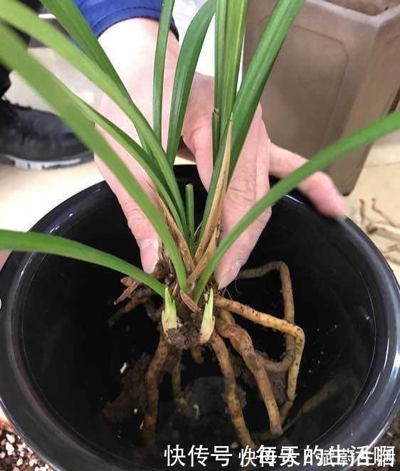 妙招|兰花即将进入发新苗的好时间,掌握4个“妙招”,苗数能翻倍!
