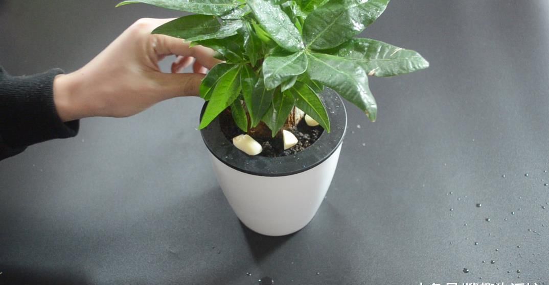 害虫|花盆里放瓣大蒜, 没想到作用这么大, 看完你会感谢我的