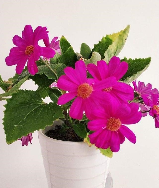 5种花越养越上瘾,只要养好一盆,就会特别喜欢