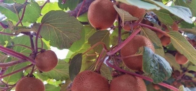 你家还在吃猕猴桃吗现在知道还不算晚,看完记得分享身边人